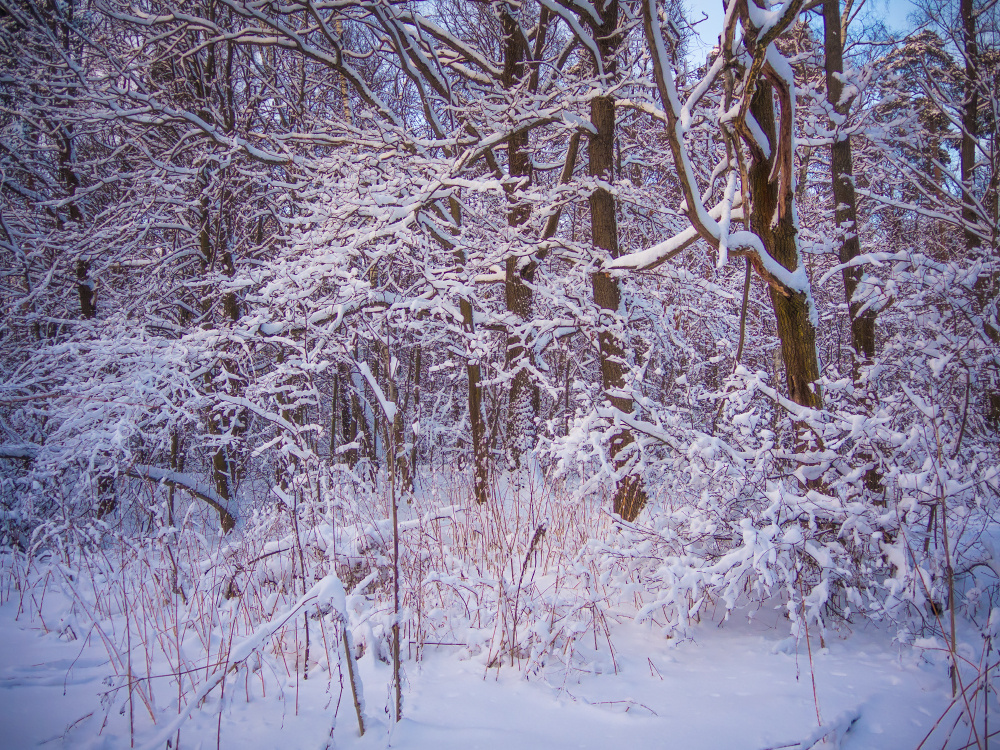 На опушке лес зима вечер закат снег