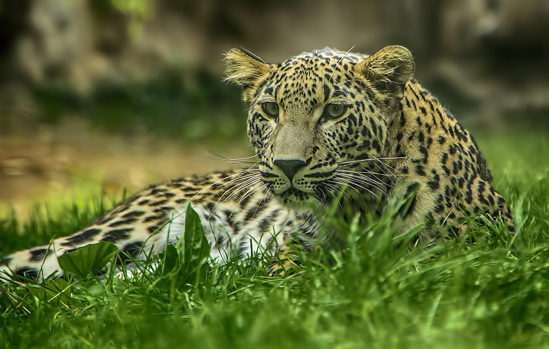 Котик отдыхает кёльн зоопарк животные леопард