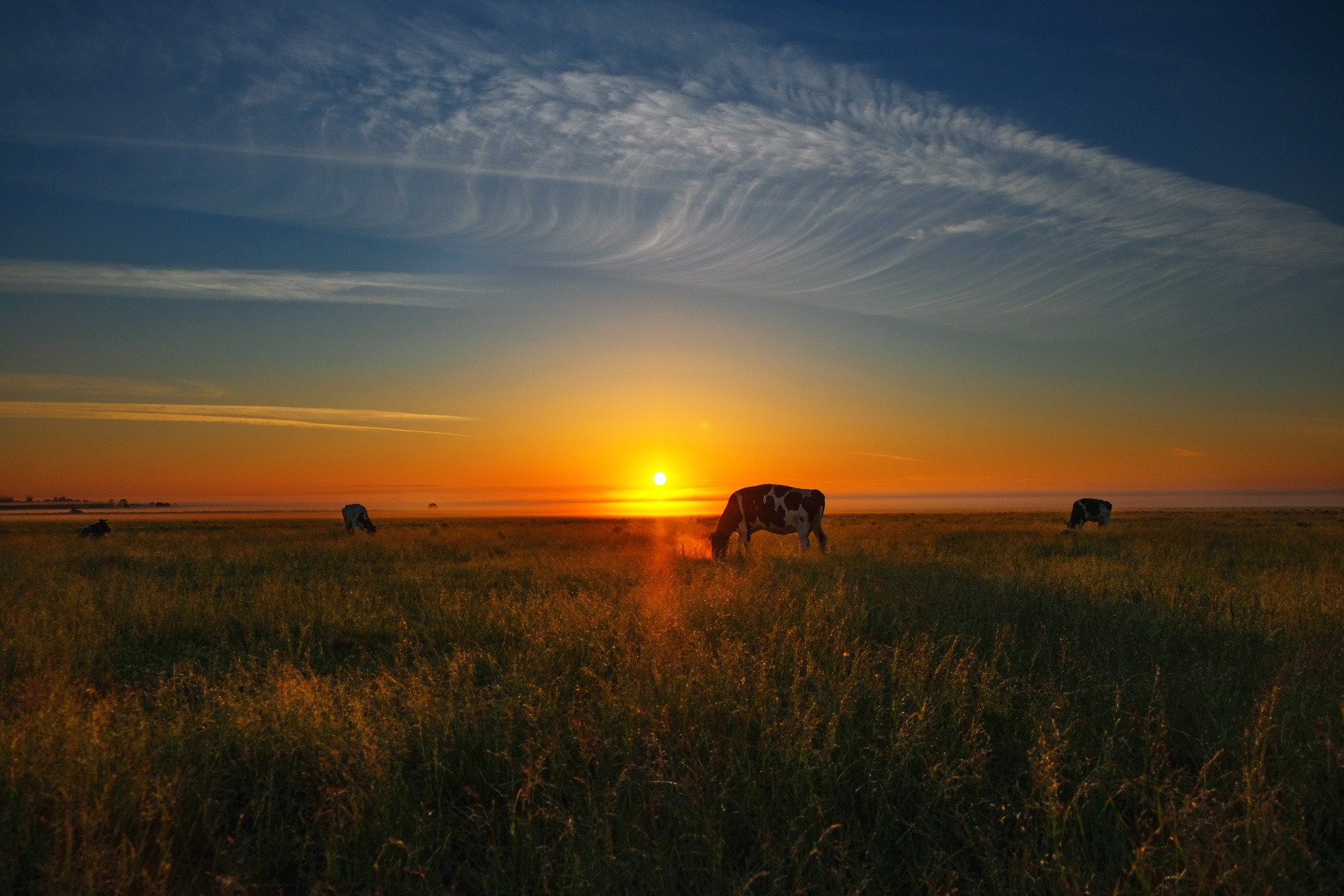 Спокойствие летнего рассвета природа утро пейзаж рассвет туман коровы