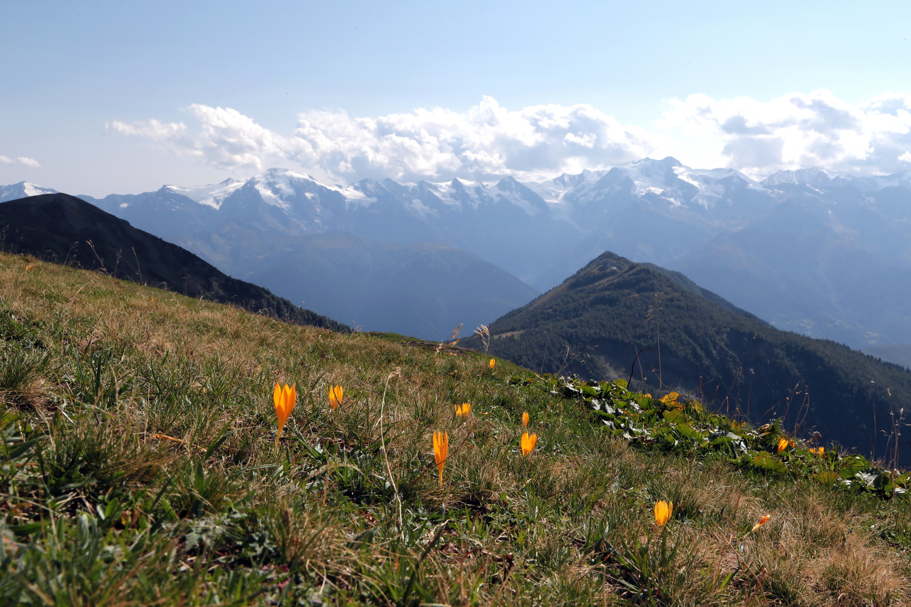 Золотые огоньки Кавказ Сванетия горы цветы