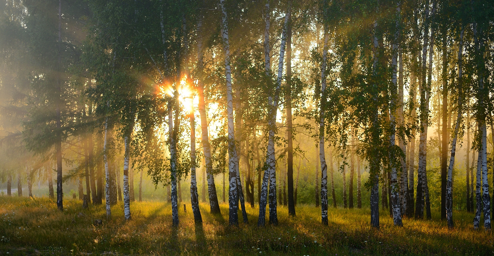 Линии света пейзаж рассвет солнце деревья туман