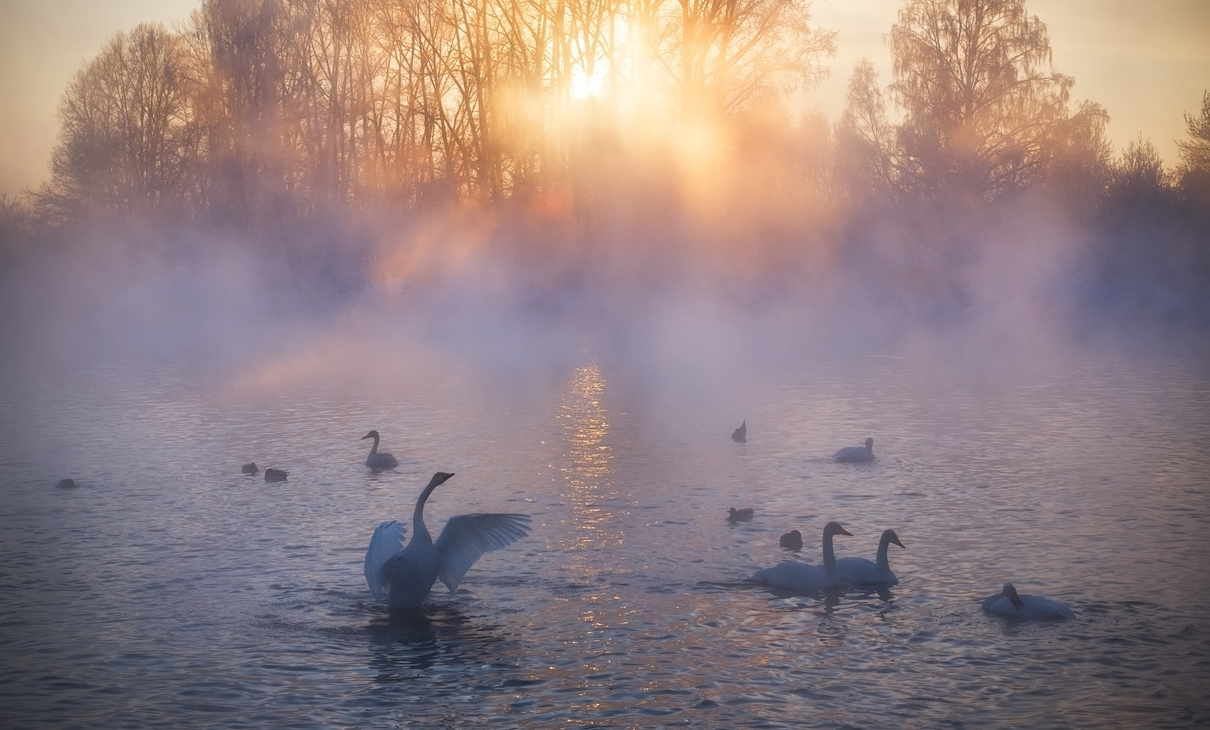 Классика лебединого озера алтай алтайский край советский район озеро светлое лебеди лебединый заказник закат туман