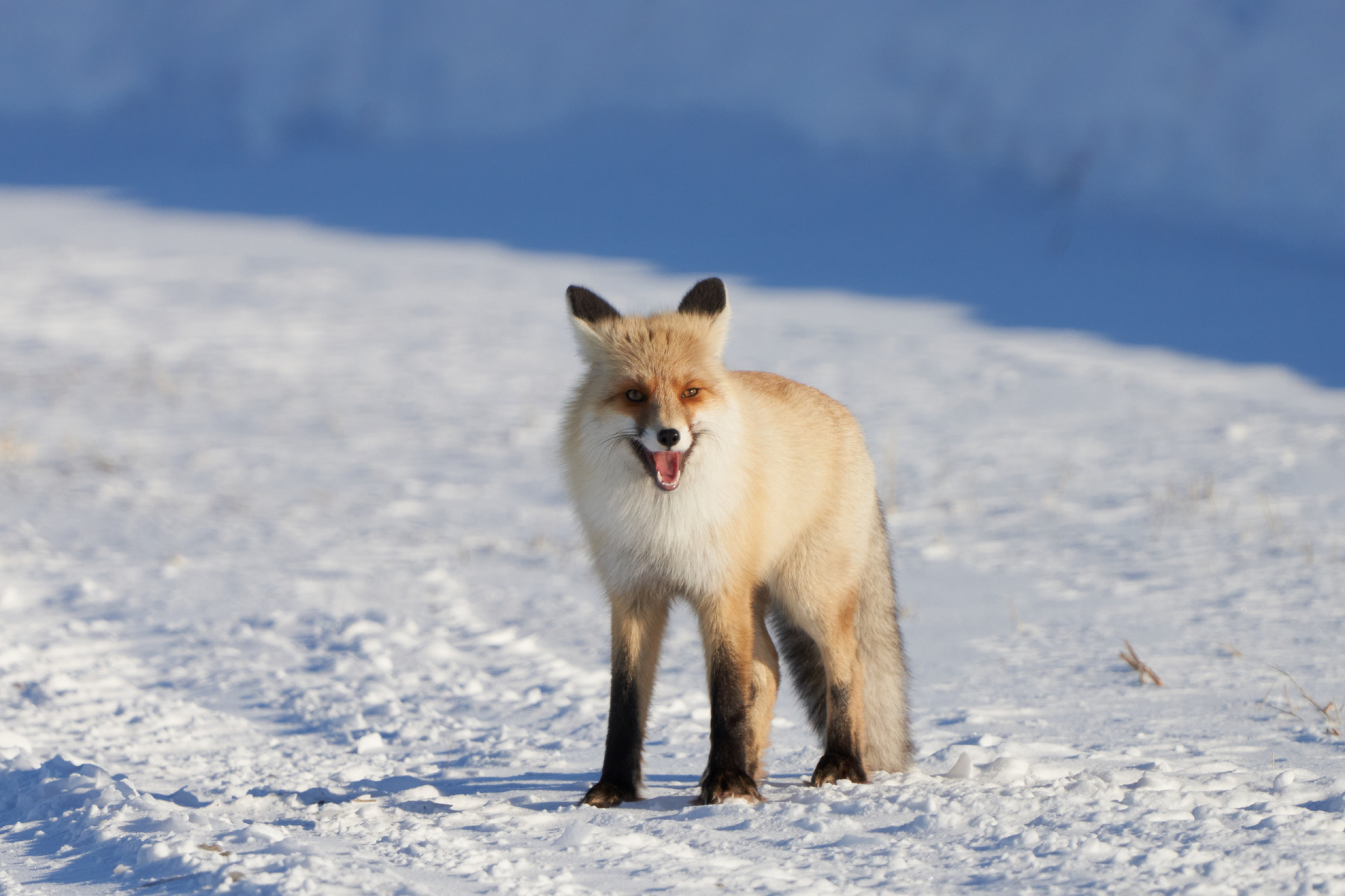 Бешенство лиса зима лес природа животные день фотоохота