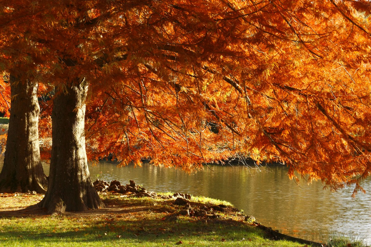 Рыжая осень, старые парки Парк деревья осень листья