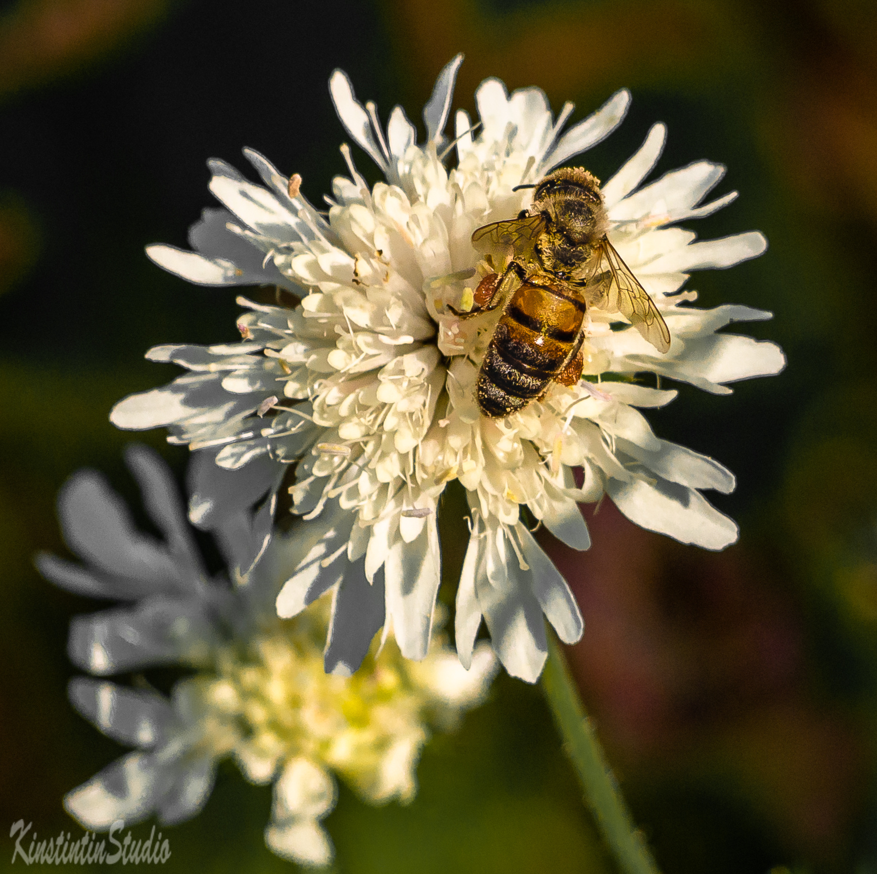 Цветок и пчела... цветок пчела лето июль