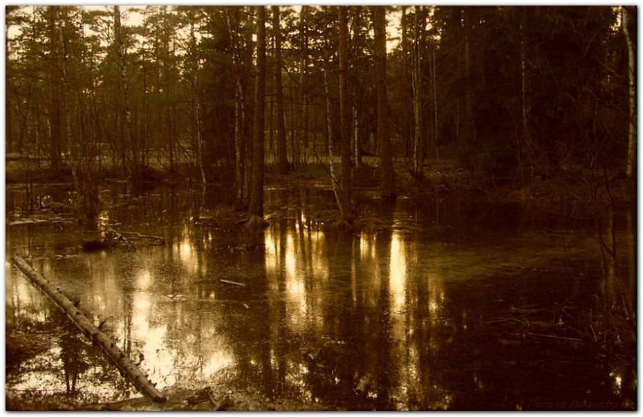 ... лес вода