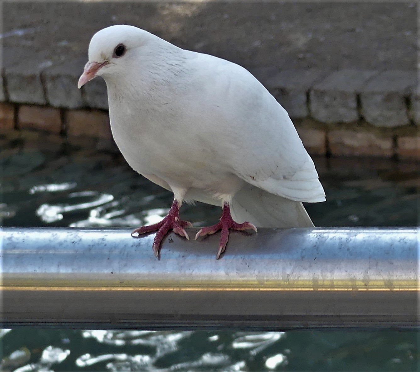 Белый голубь- символ мира голубь