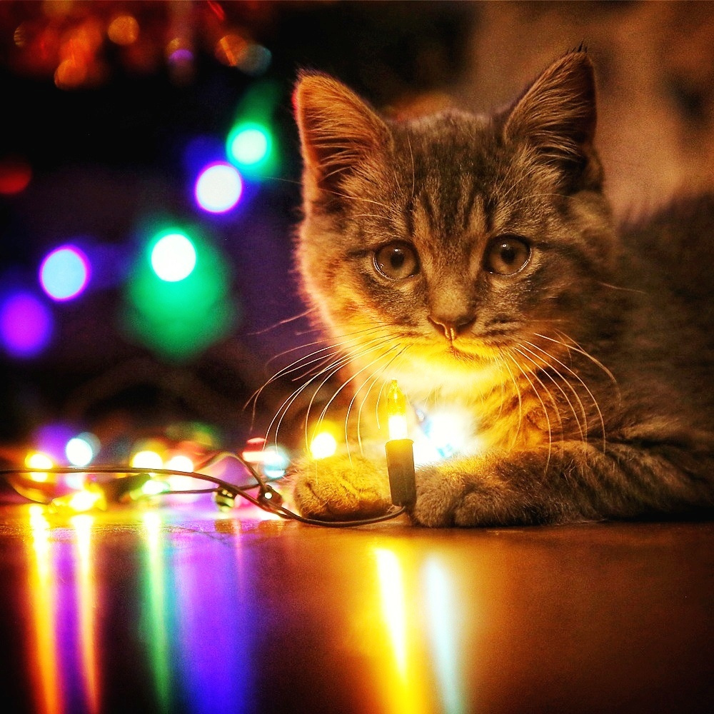 [Happy Holidays!] кот