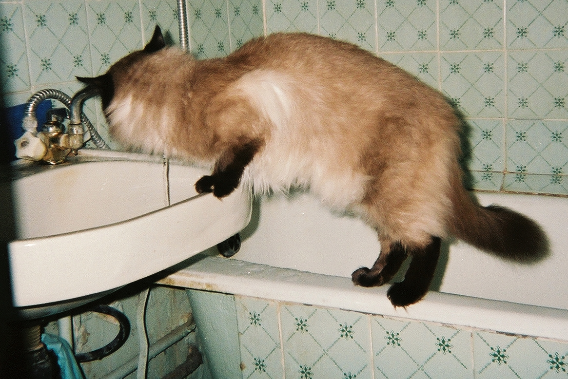 Кот Васька кот сиамский пить воду крана вода жажда cat animal drink water faucet