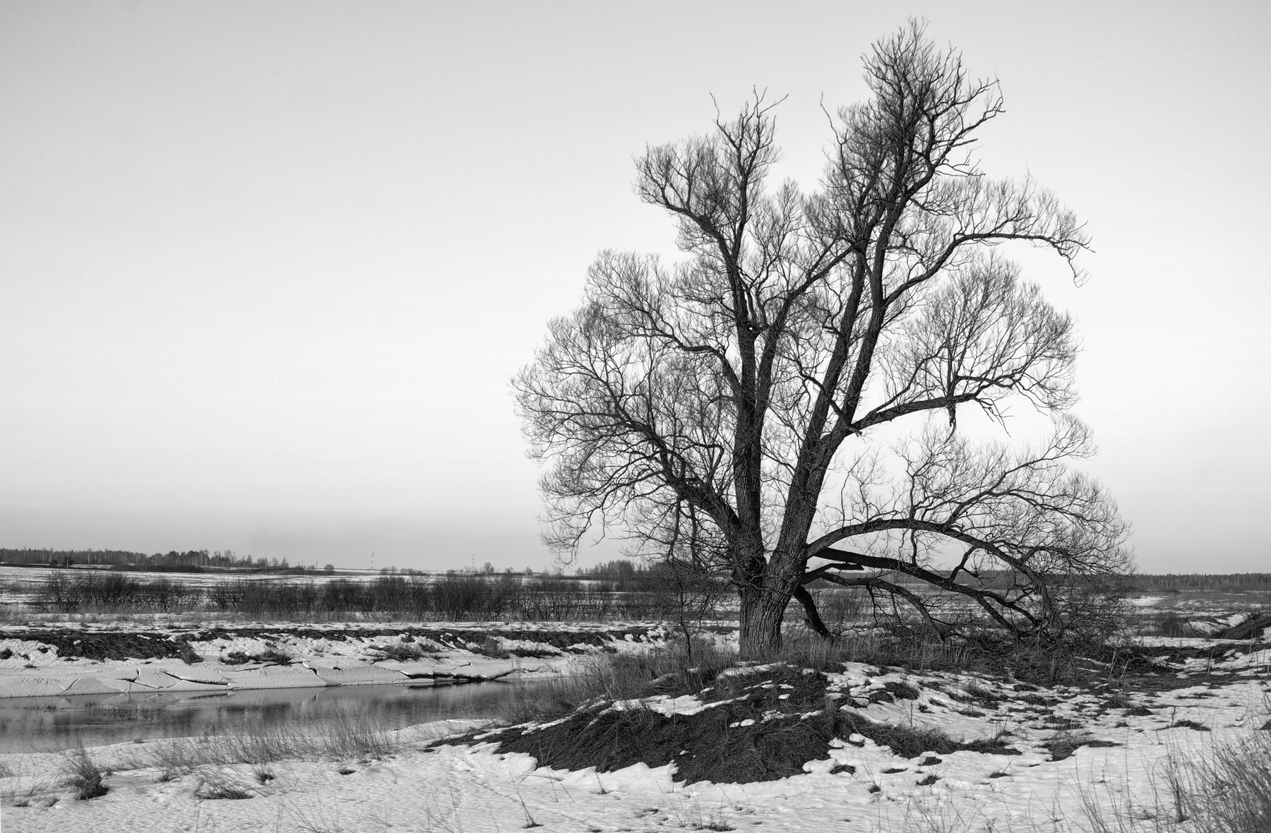 Первые проталины дерево снег река проталины