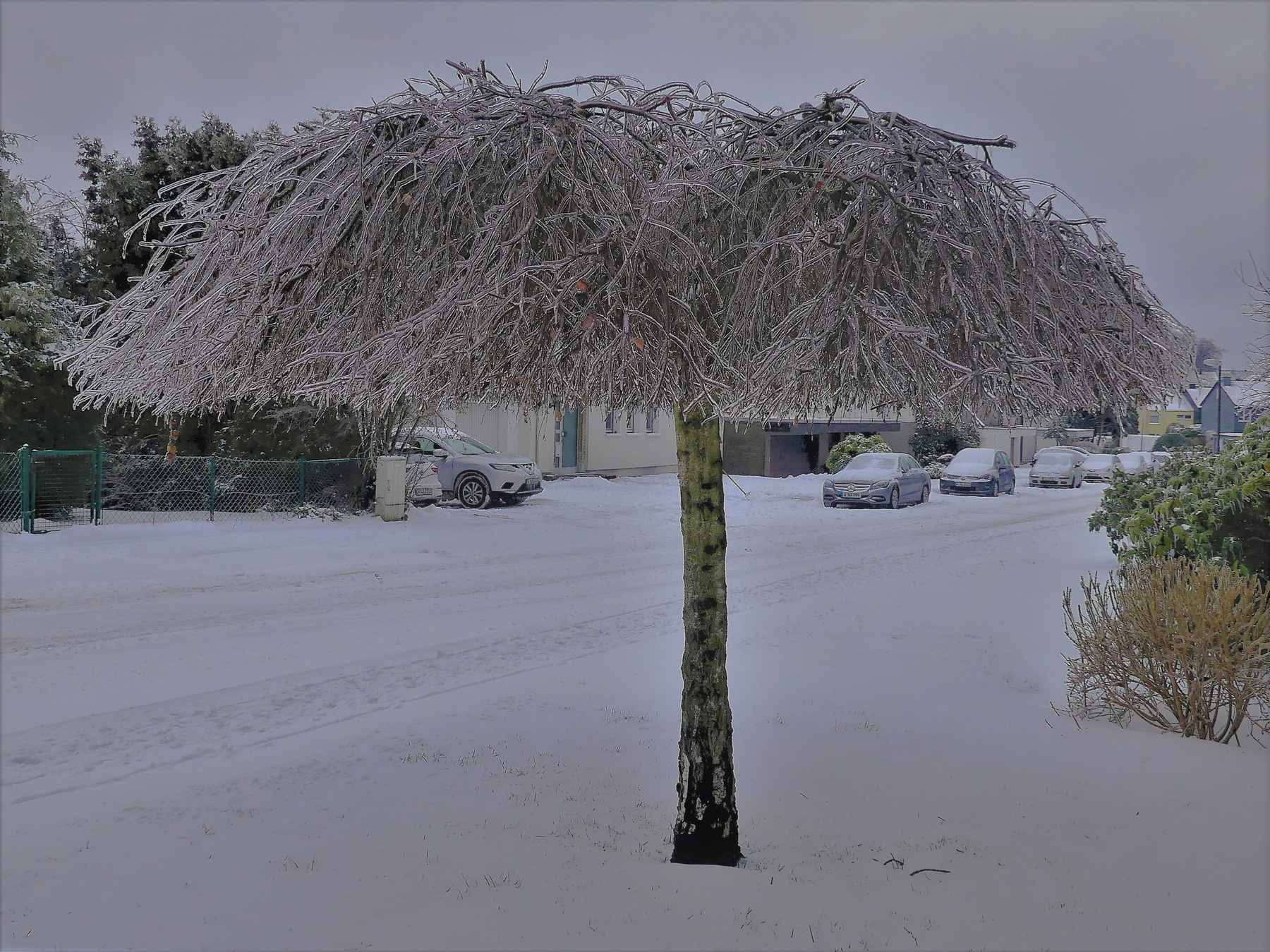 Ледяной зонтик Зима деревья покрытые льдом