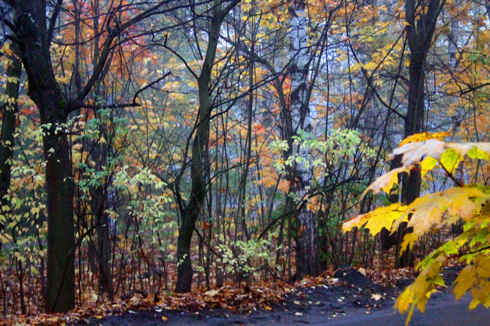 Осенняя палитра Клён лист осень октябрь