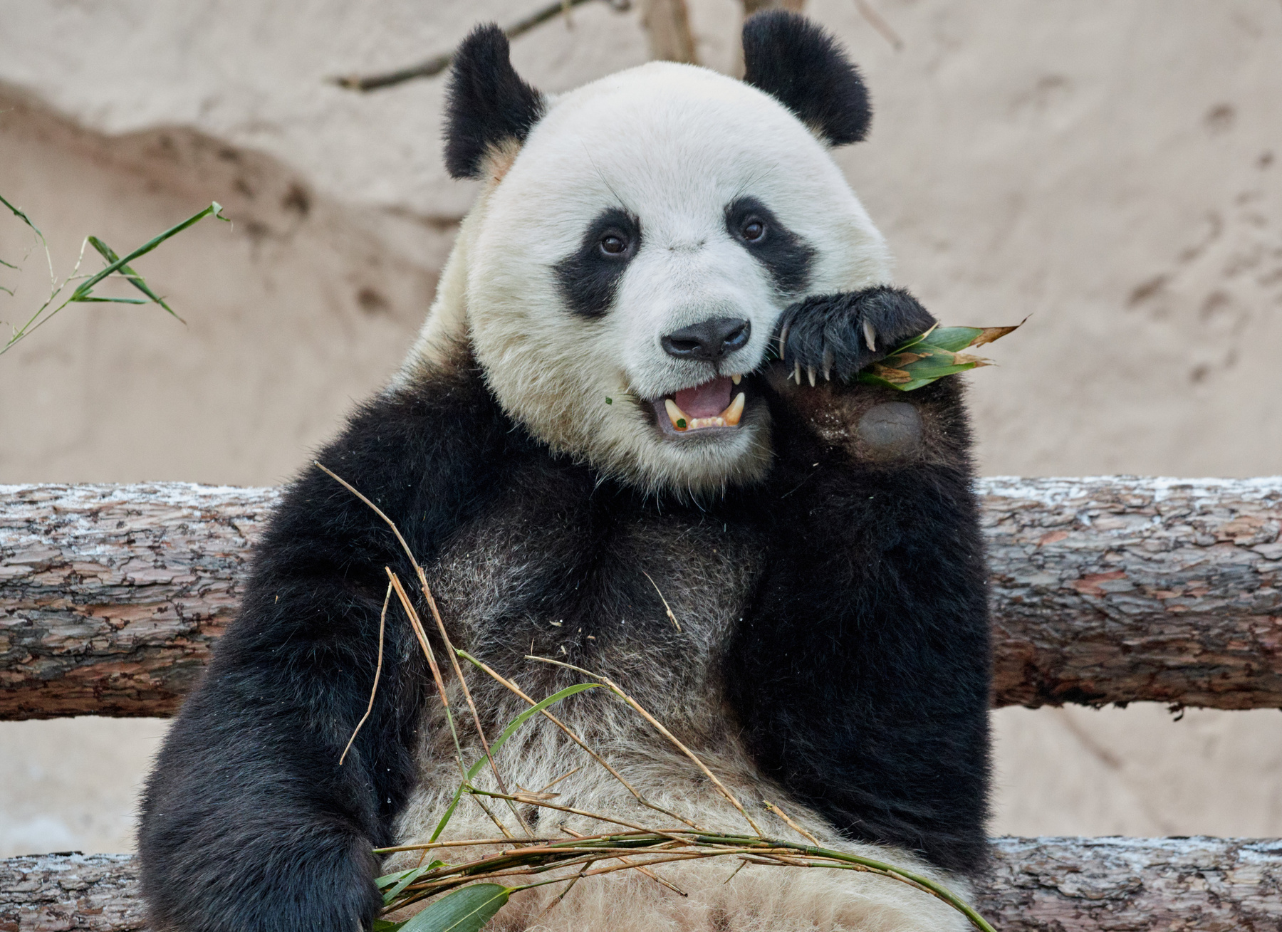 А бамбук самый вкусный -:)) Большая панда Московский зоопарк