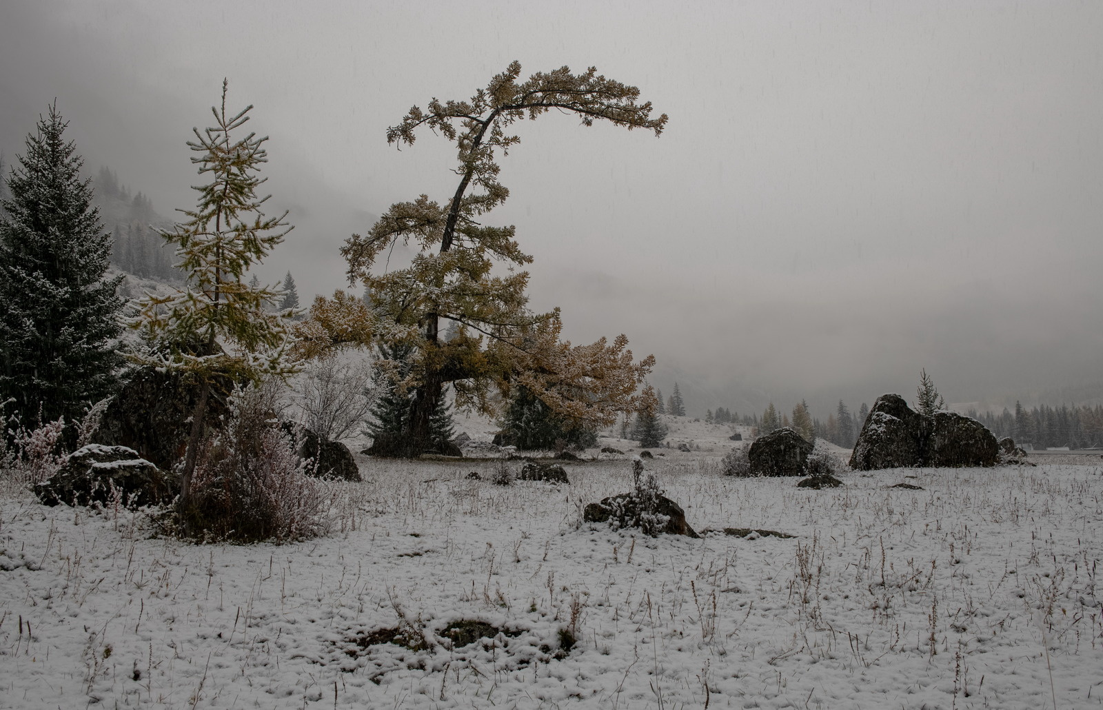 По первому снегу. Республика Алтай снегопад туман лиственница