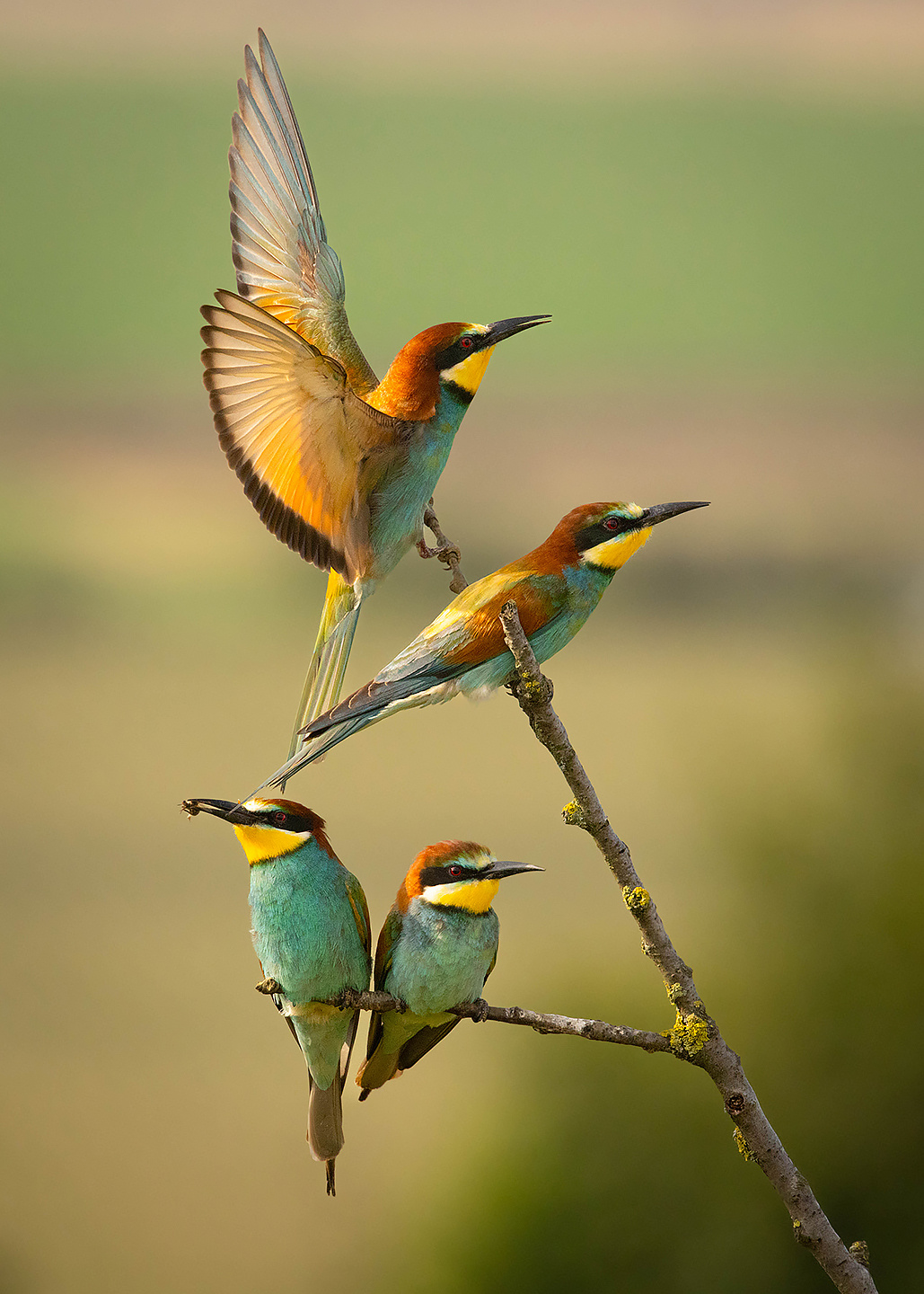 Bee-eater 