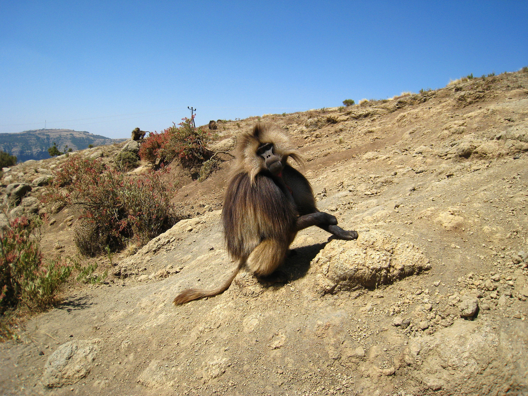 Гелада, самец, один из редких видов приматов семейства мартышковые, обитает только в горных районах Эфиопии. эфиопия вулкан кратер горы скалы