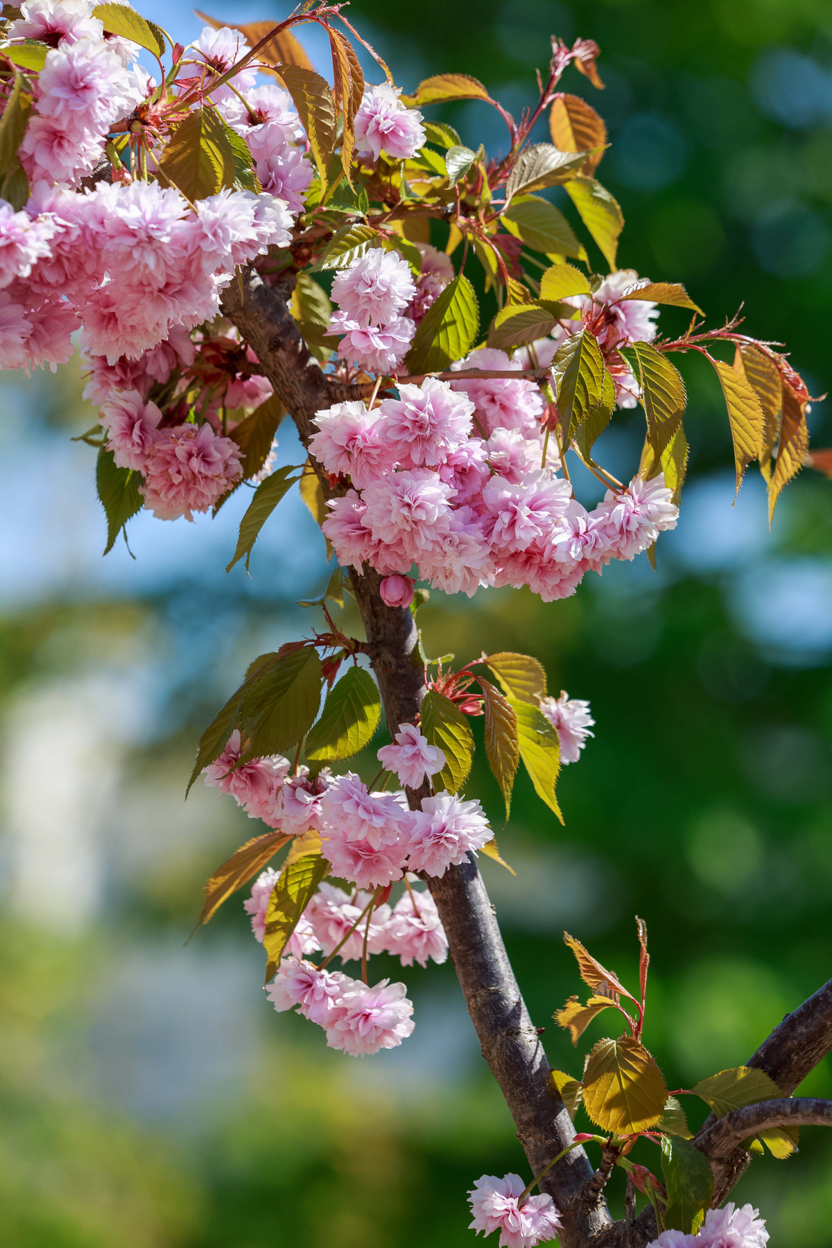 Веточка природа лето дерево веточка розовый цветок