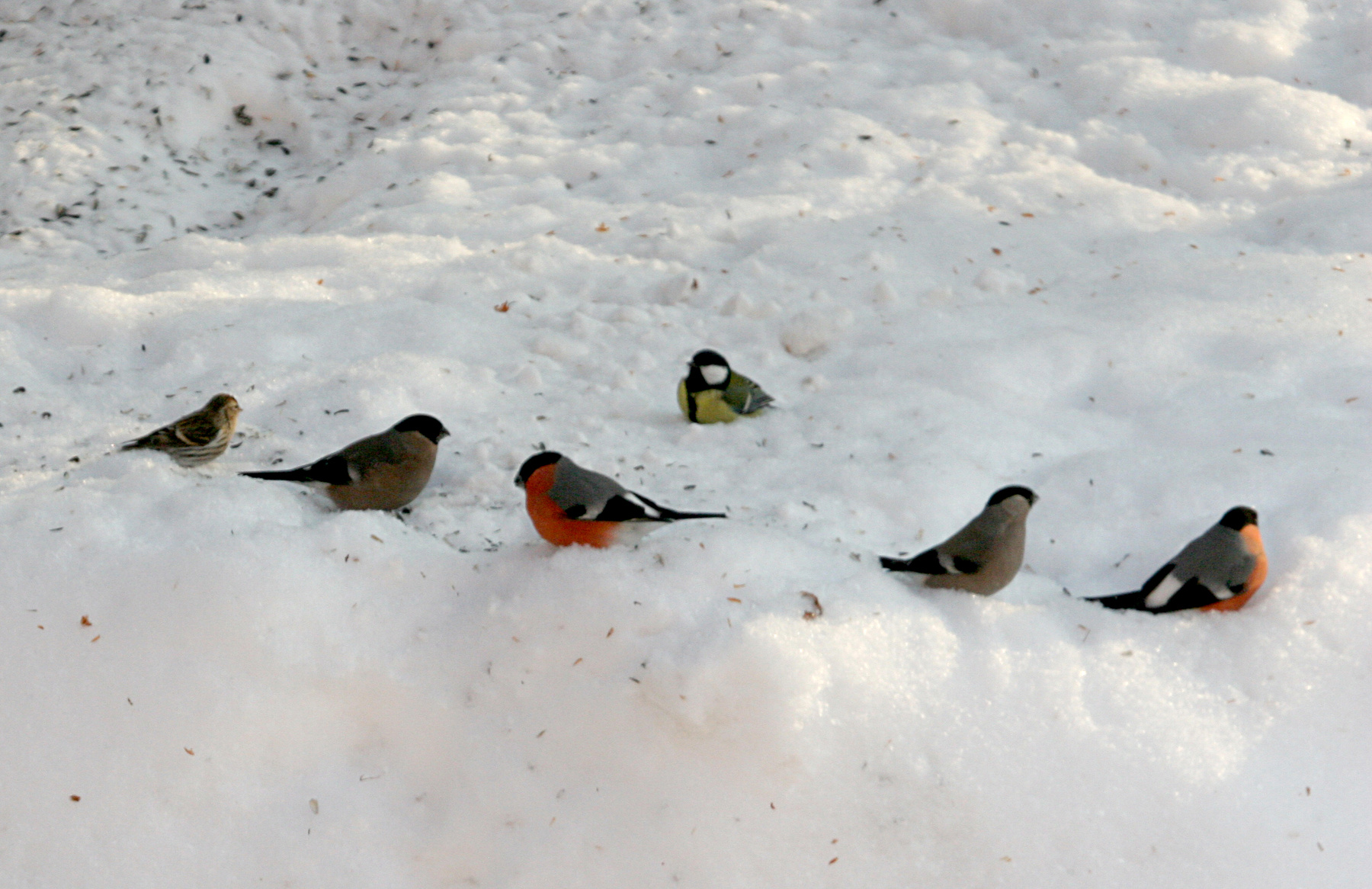 Зимние смотрины птички