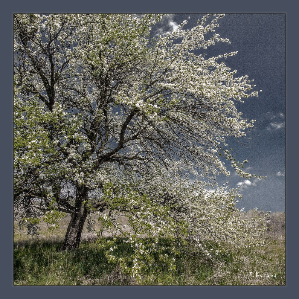 Дикая груша дерево весна цветение груша