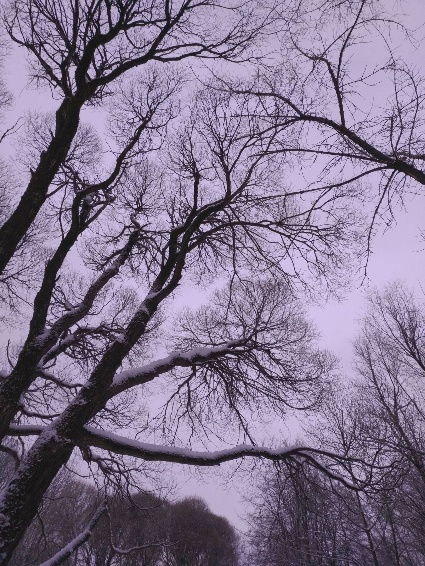 Зима и сумерки Коломенское зима зимний пейзаж снежная деревья