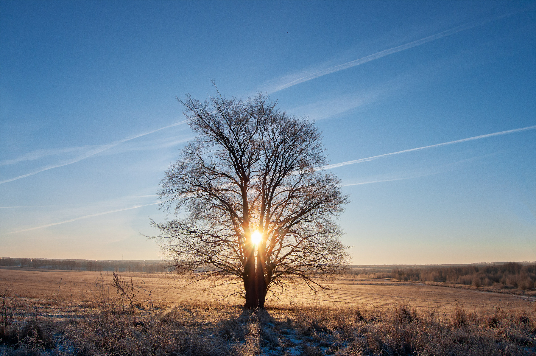 *** зима утро рассвет поле снег солнце дерево