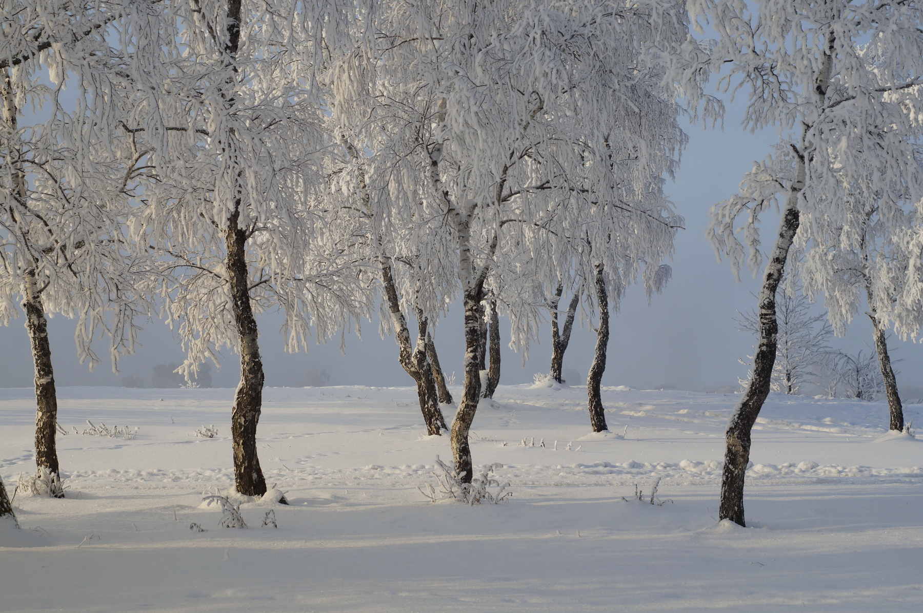 Зимние картинки зима снег иней деревья березы лес