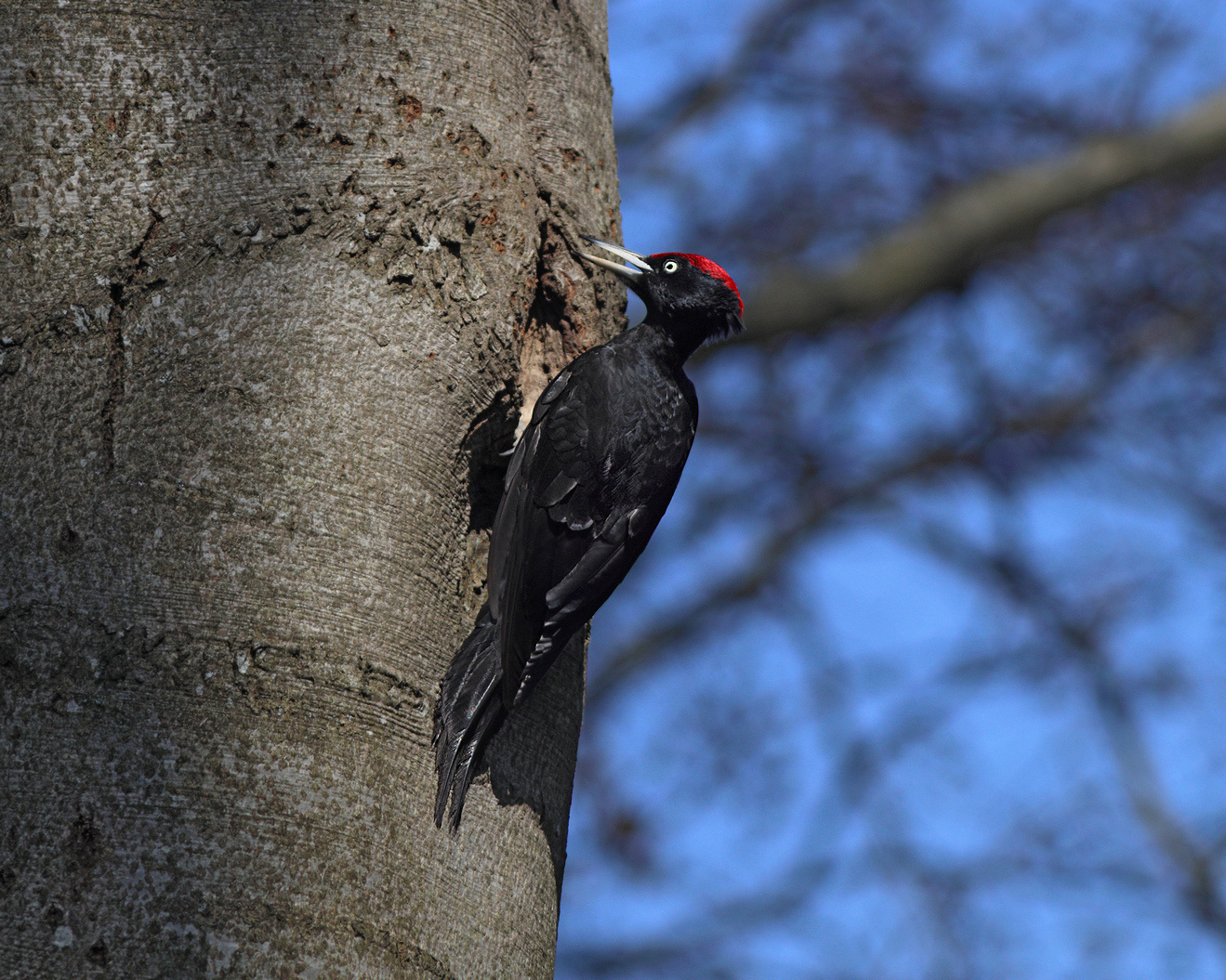 Желна Желна Dryocopus martius Black woodpecker