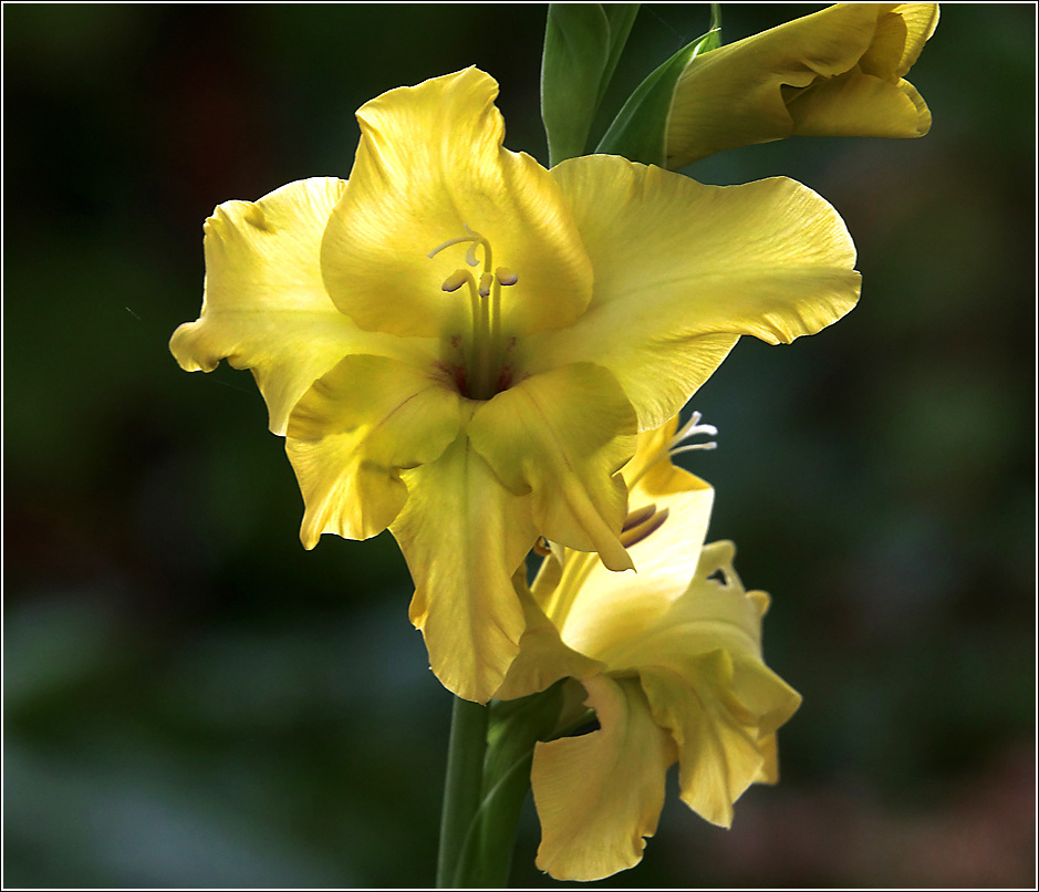 Гладиолус Gladiolus Iridaceae Шпажник Гладиолус цветок желтый