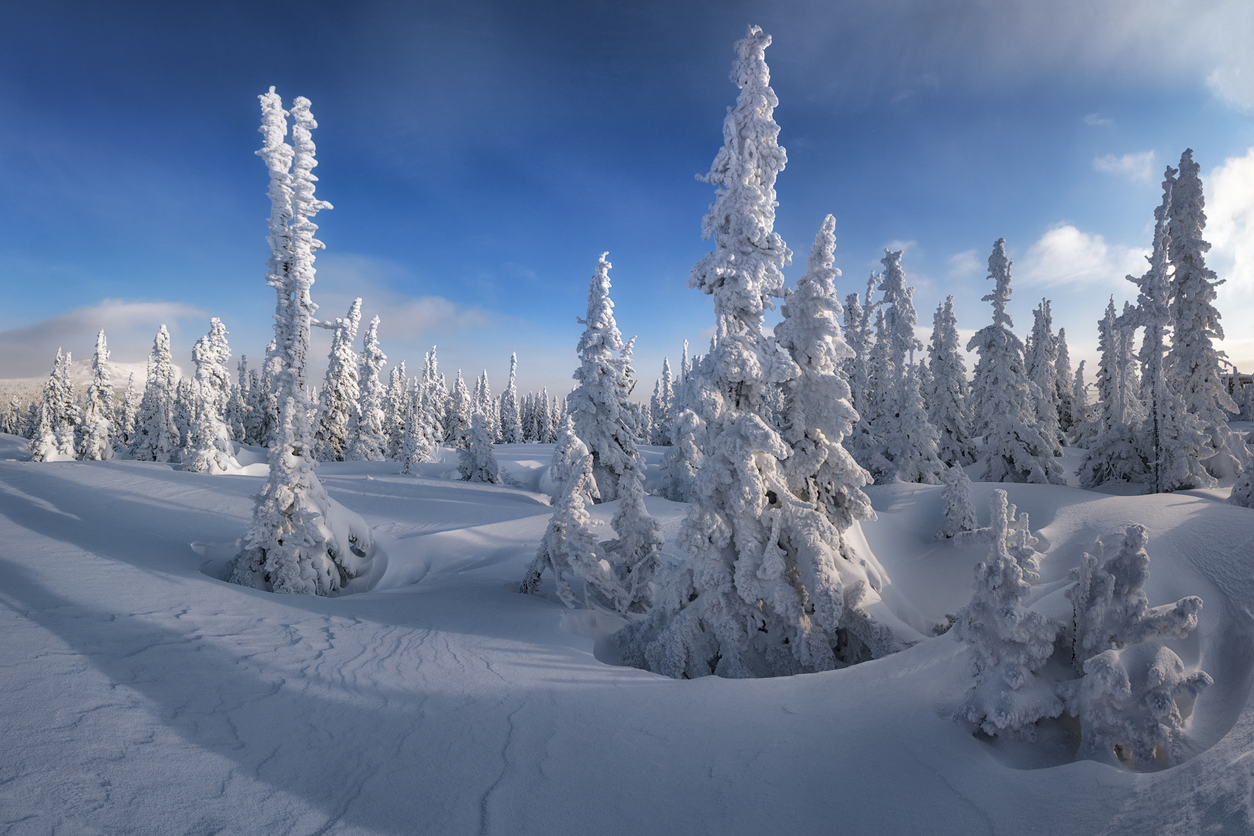 В еловом краю шерегеш каритшал куржак иней елки ели горы горная шория кемеровская область снег зима ноябрь
