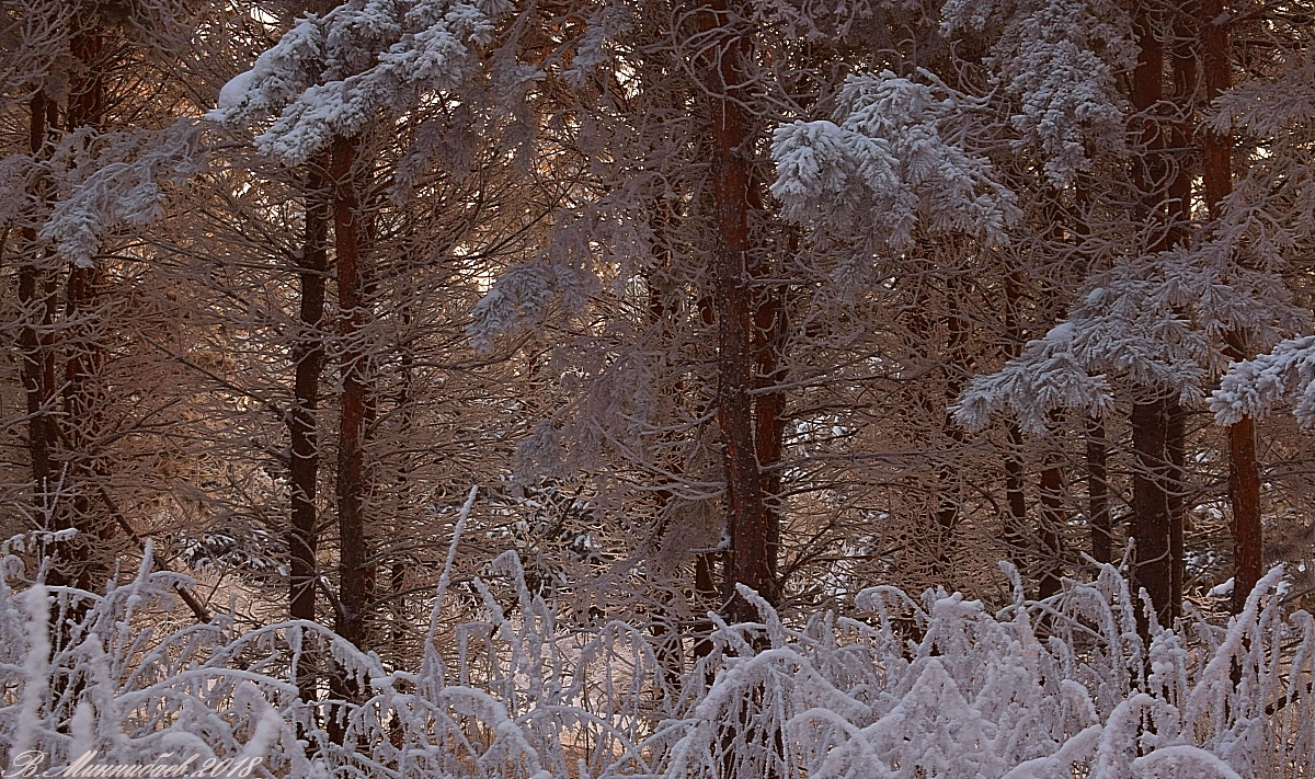 ***Сказочный лес зима лес