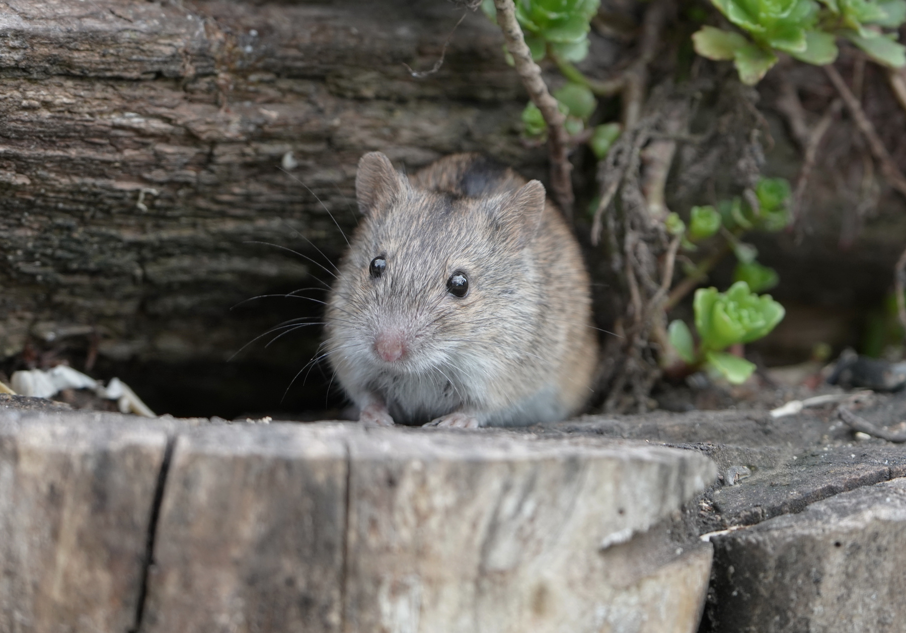 Портрет полевой мыши мышь