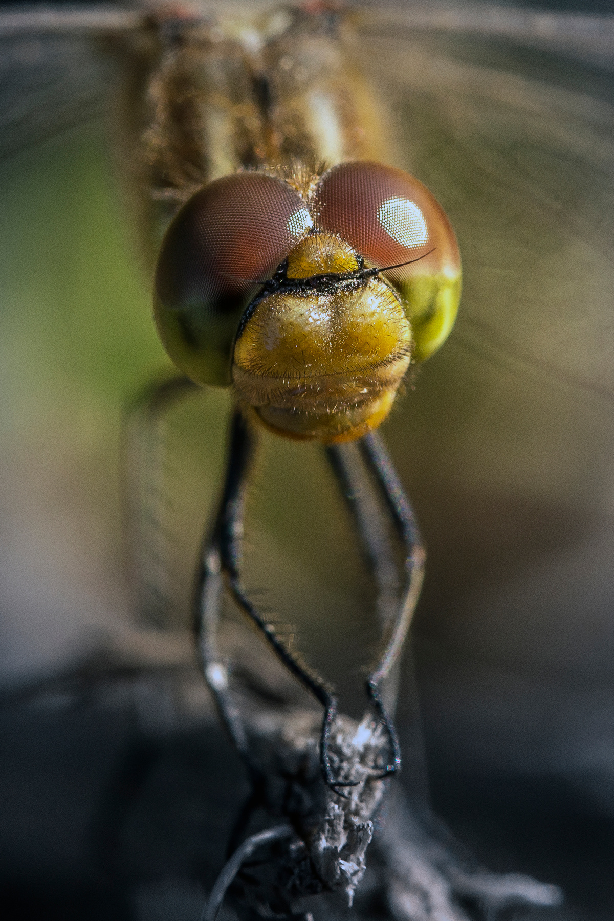 "dragonfly". 