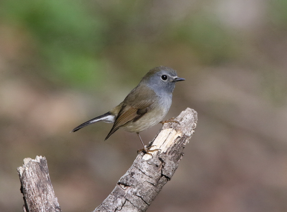 Rufous-gorgeted Flycatcher 