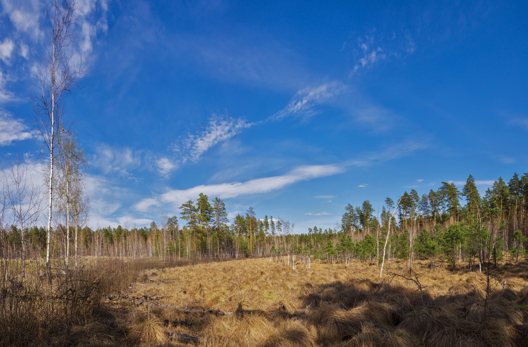 Гиблое место весенним днем пейзаж природа весна день ясно лес болото Клюквенное Маклок пригород Воронеж