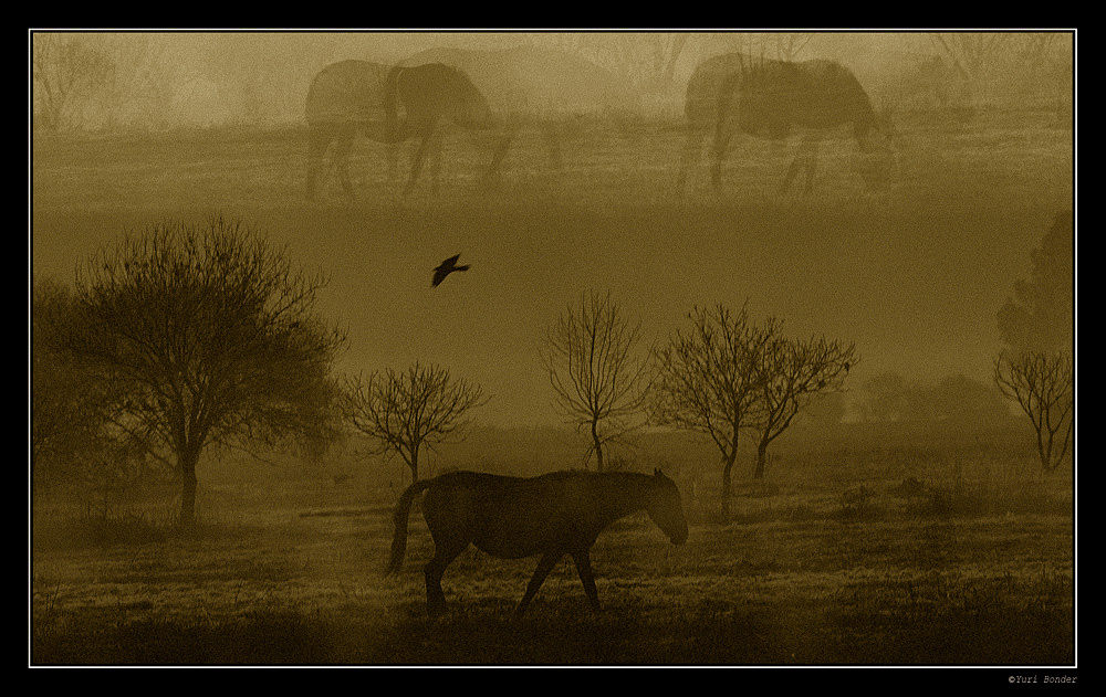 Сон черной лошадки или Лошадь в тумане,а ежиков не видно...... 