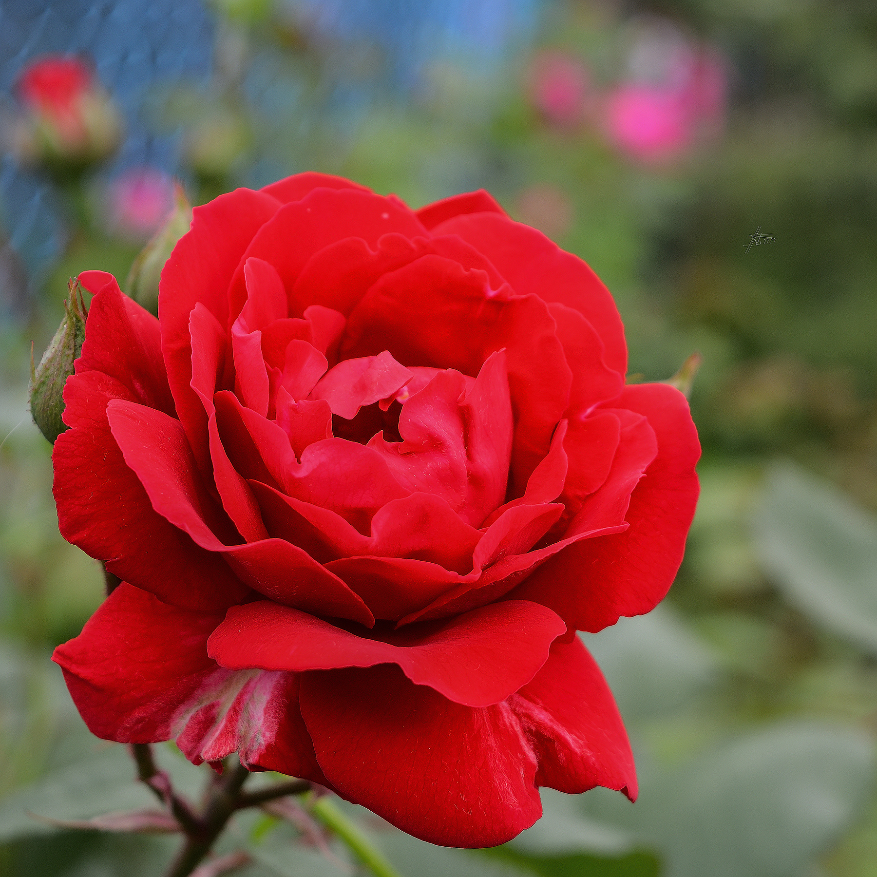 Розы природа весна май цветы розы красный крупный план 20160520
