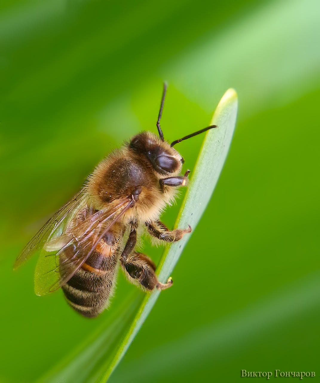 пчела пчела