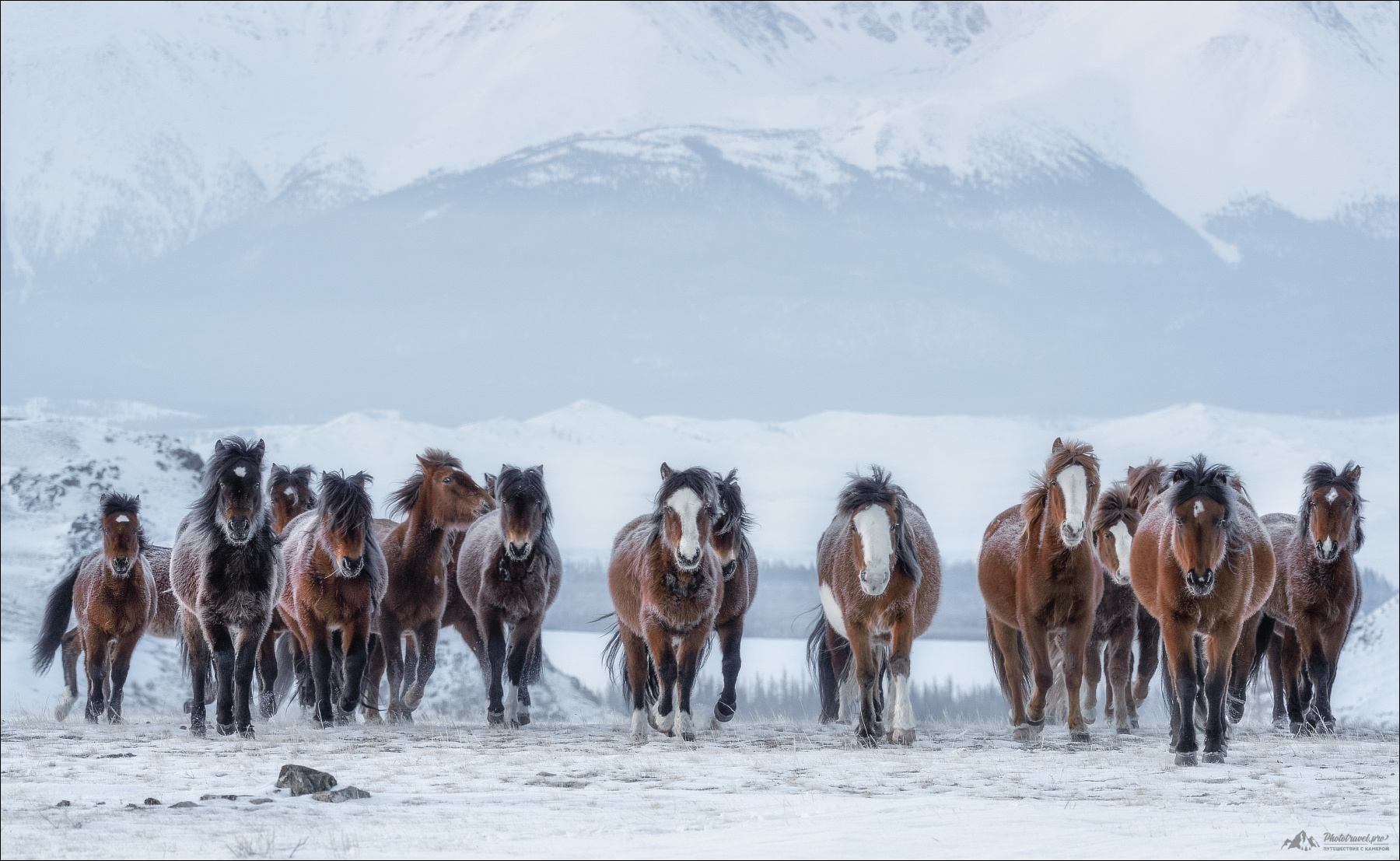 Мороз по коже .. Алтай Курайская степь зима лошади фототур