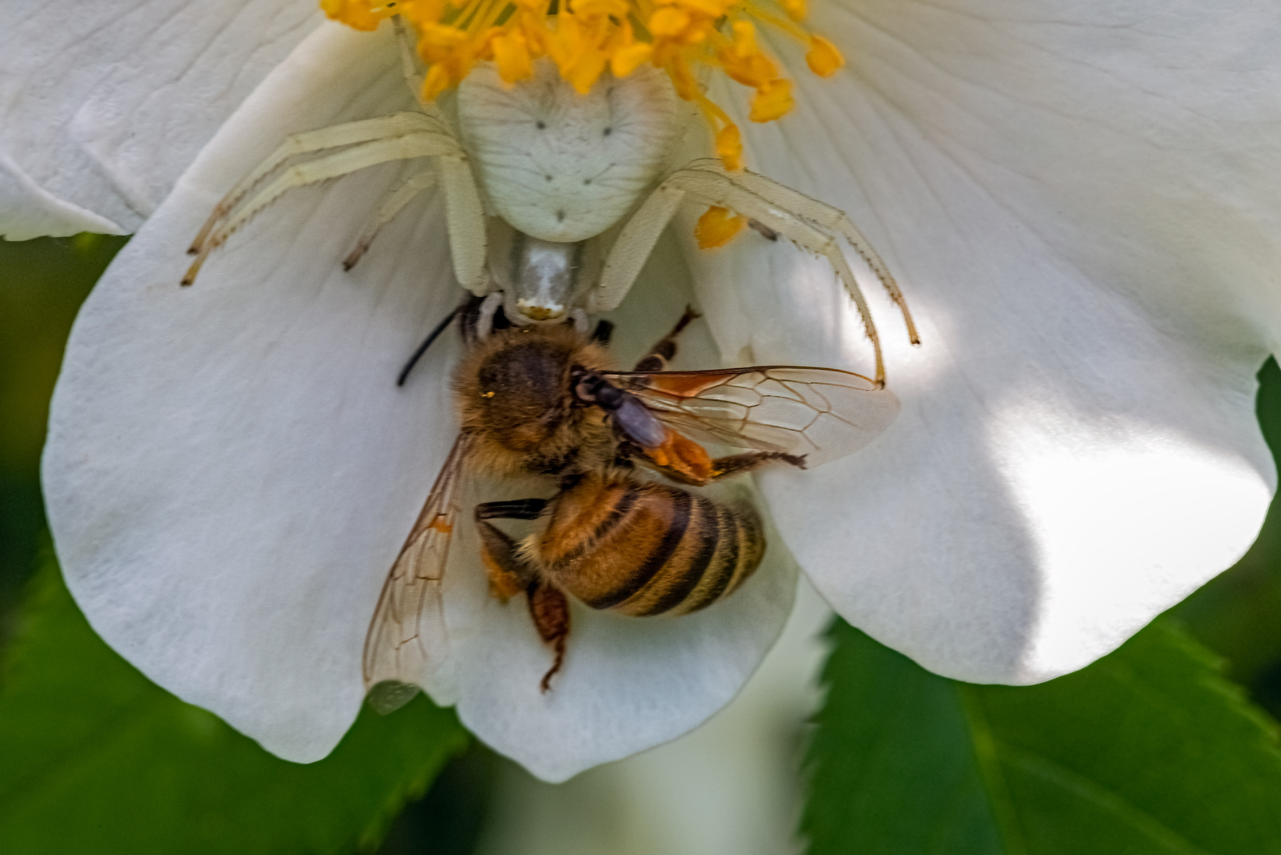 Противостояние Паук пчела