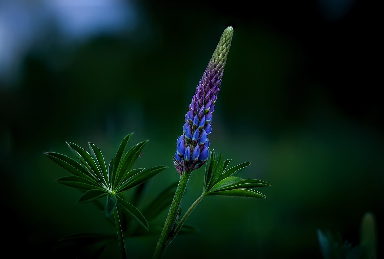Вечерний Люпин люпин полевой цветок фиолетовый балашиха