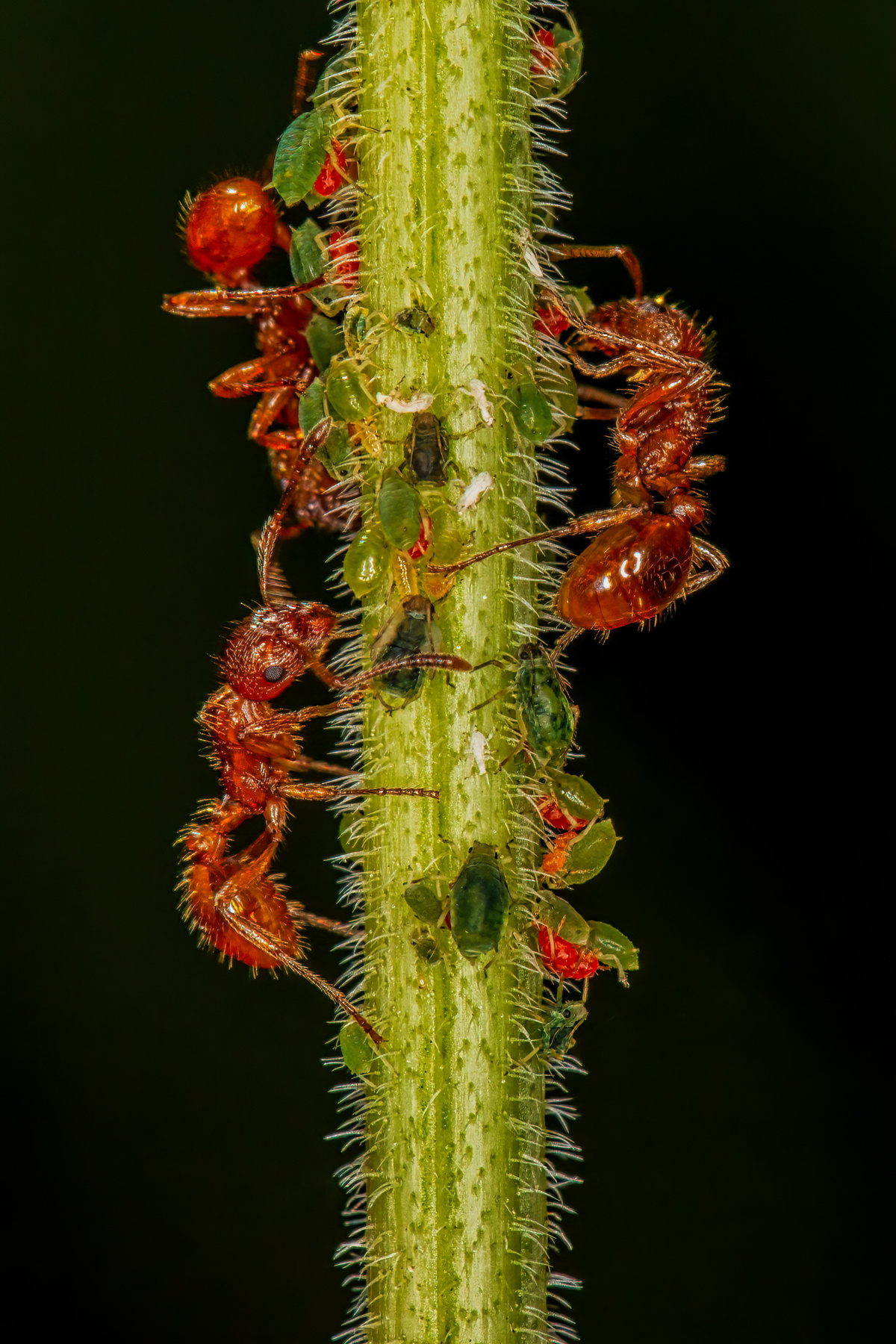 Муравьиная ферма муравей муравьи тля макро kenigsberg72