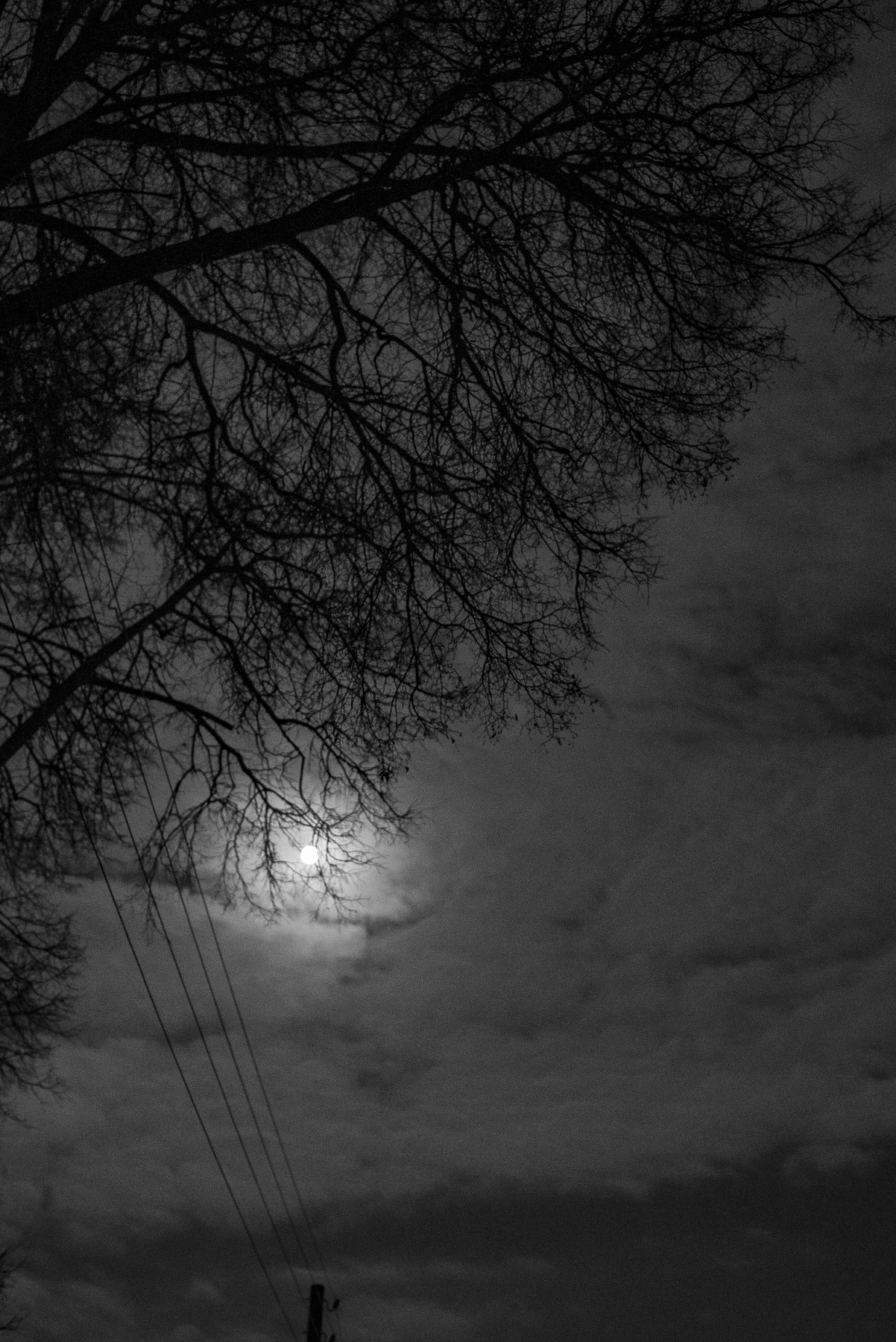 Луна,дерево,провода 