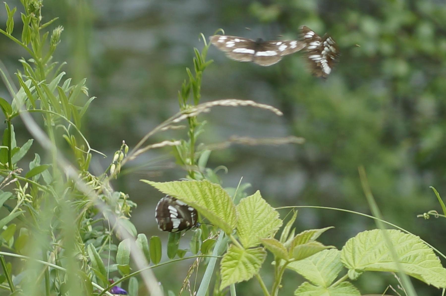 Бабочки бабочки лето природа лес