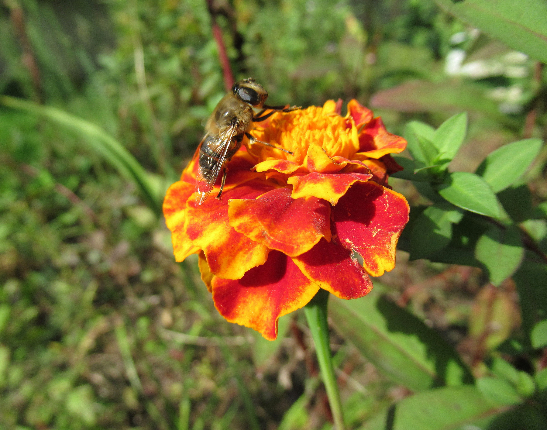 Сентябрь! природа осень флора фауна цветы макро насекомые