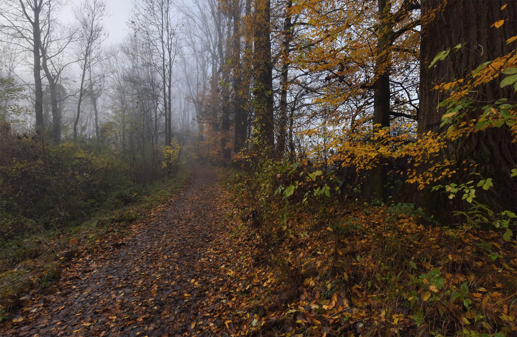 Ноябрьские туманы_2. Лес утро туман лес листва
