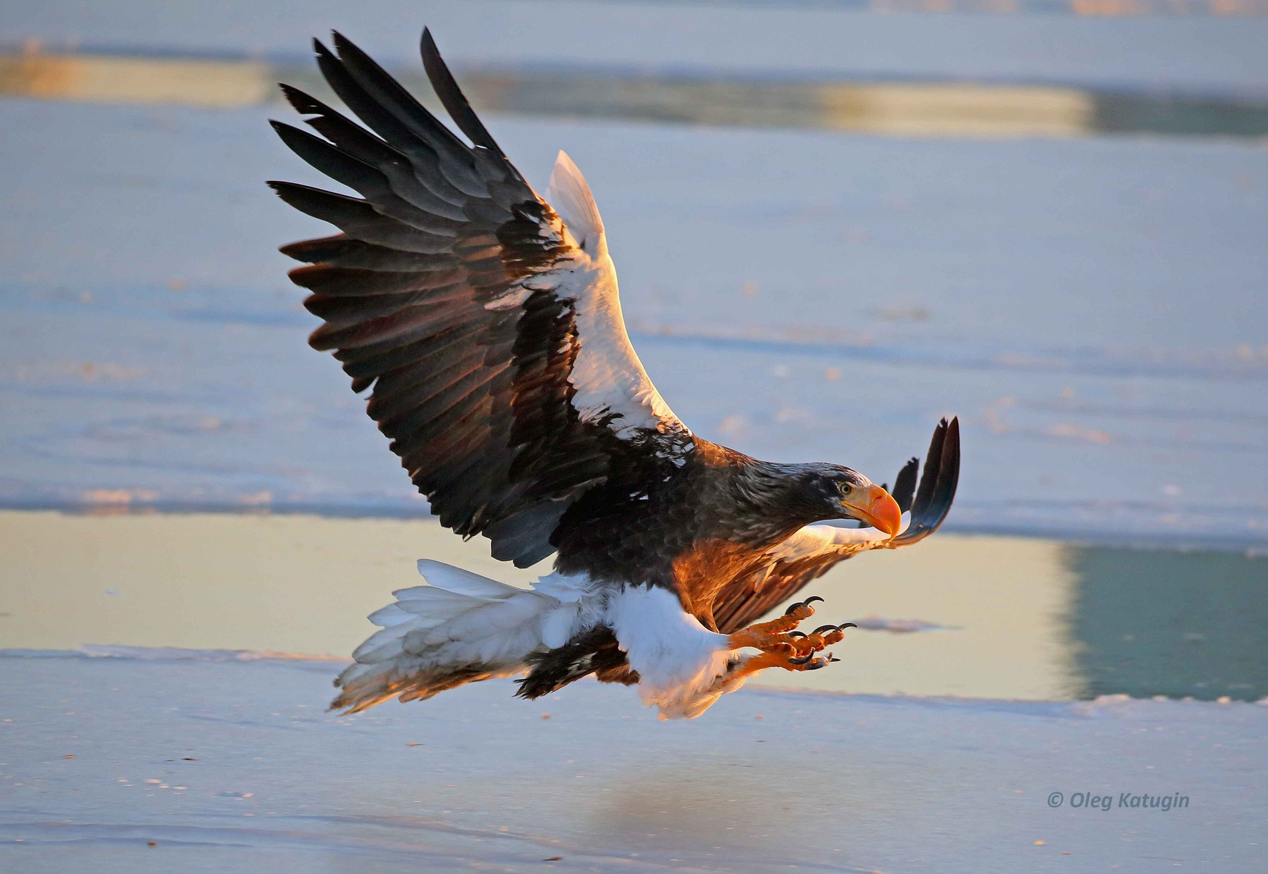 Атака белоплечего Белоплечий орлан Владивосток