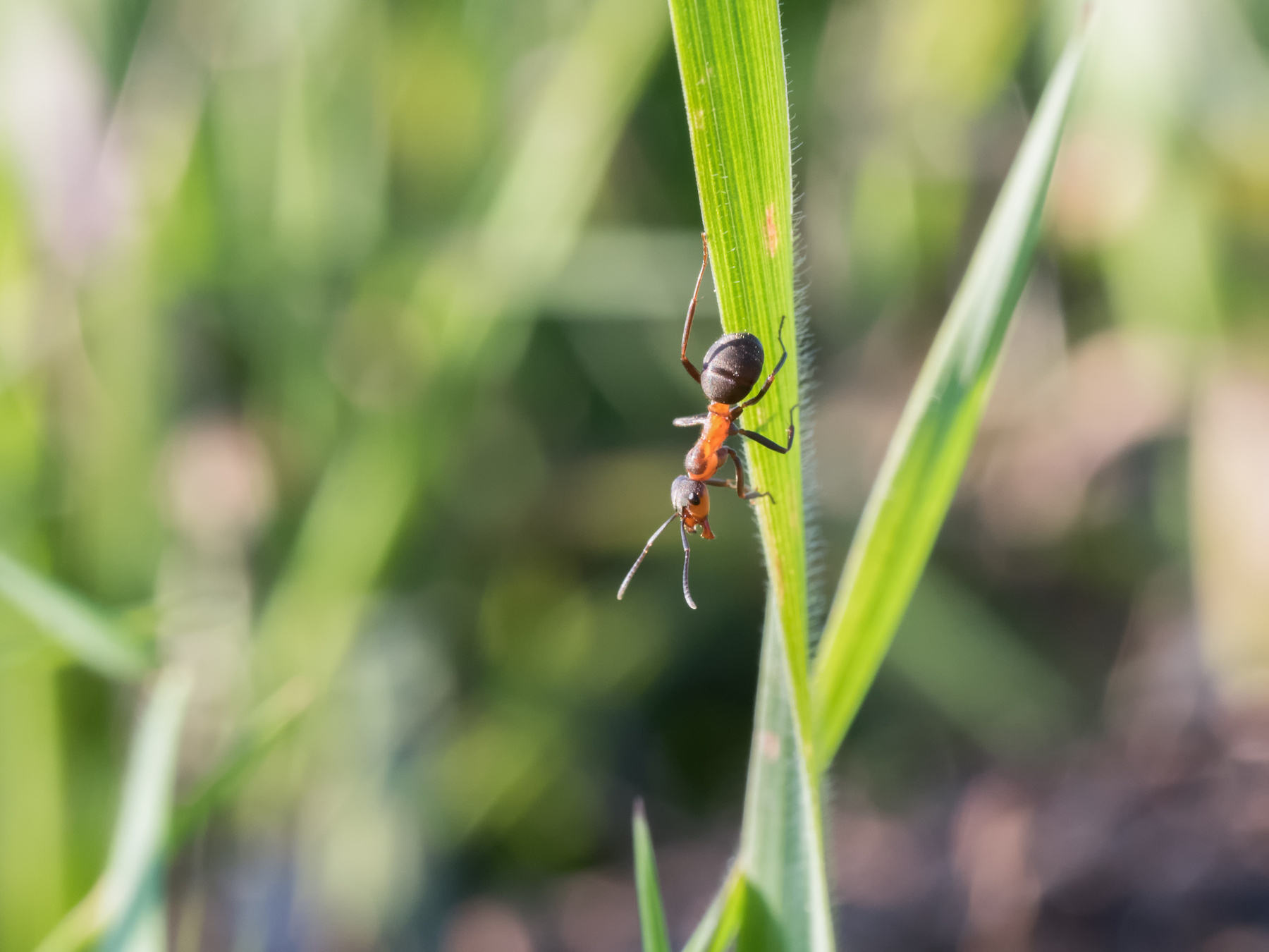 Путешествие одного муравья 