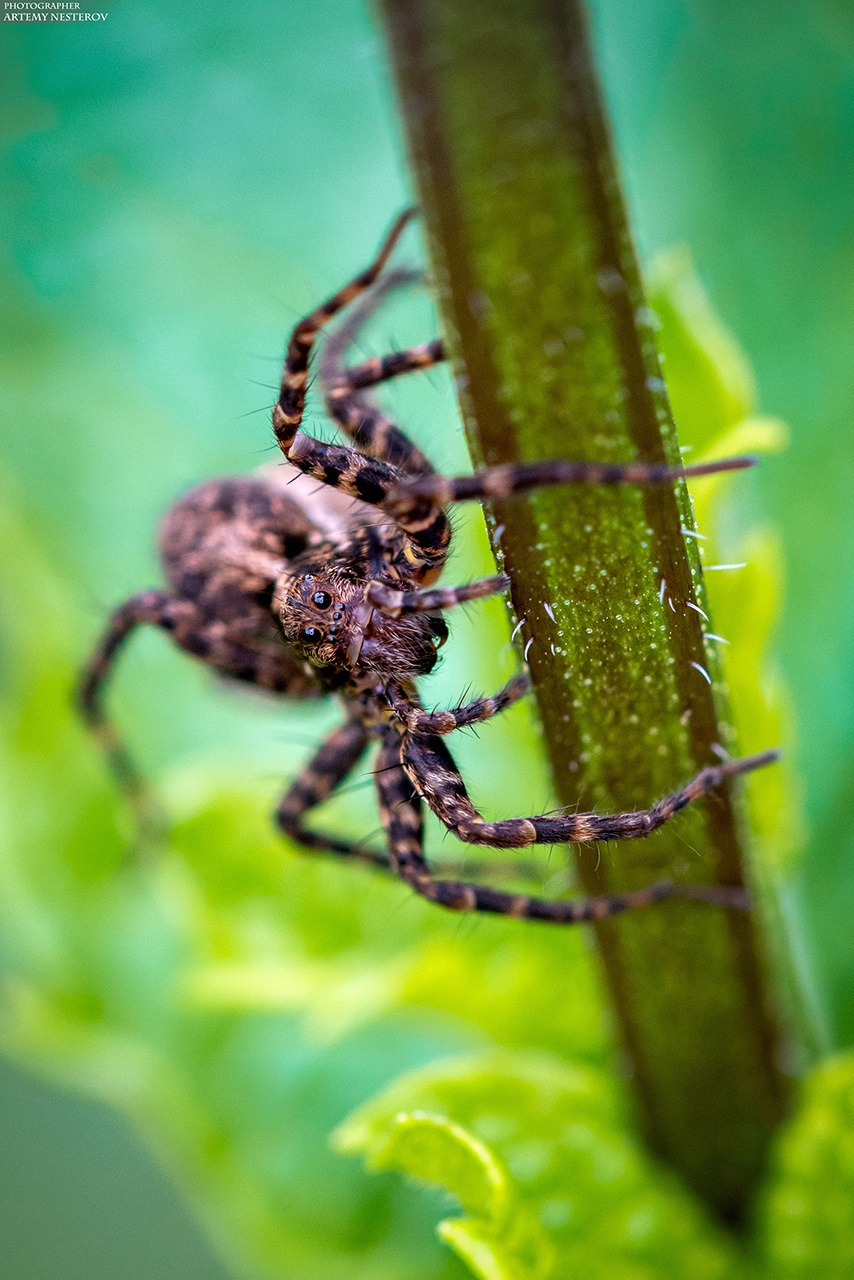 Фотография Паук-волк (Pardosa amentata) из раздела макро #7100086 -  фото.сайт - sight.photo