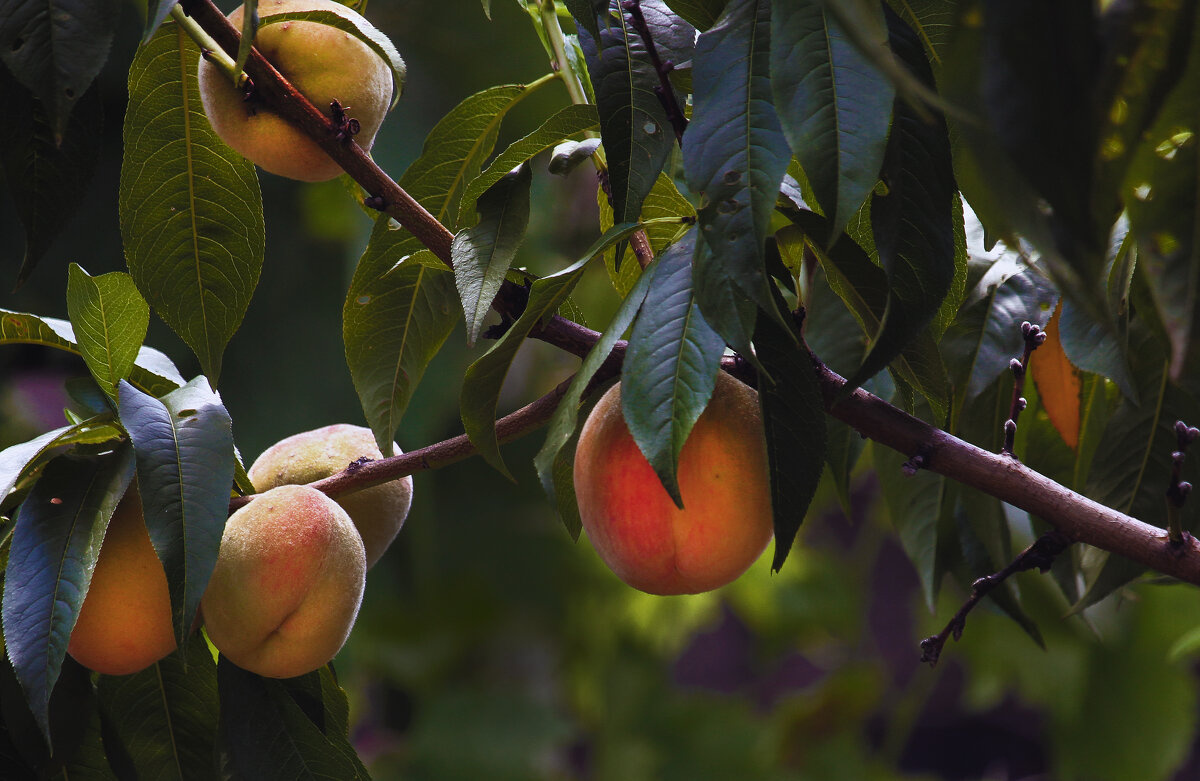 Вспомним дары осени прекрасной... осень растения персики плоды