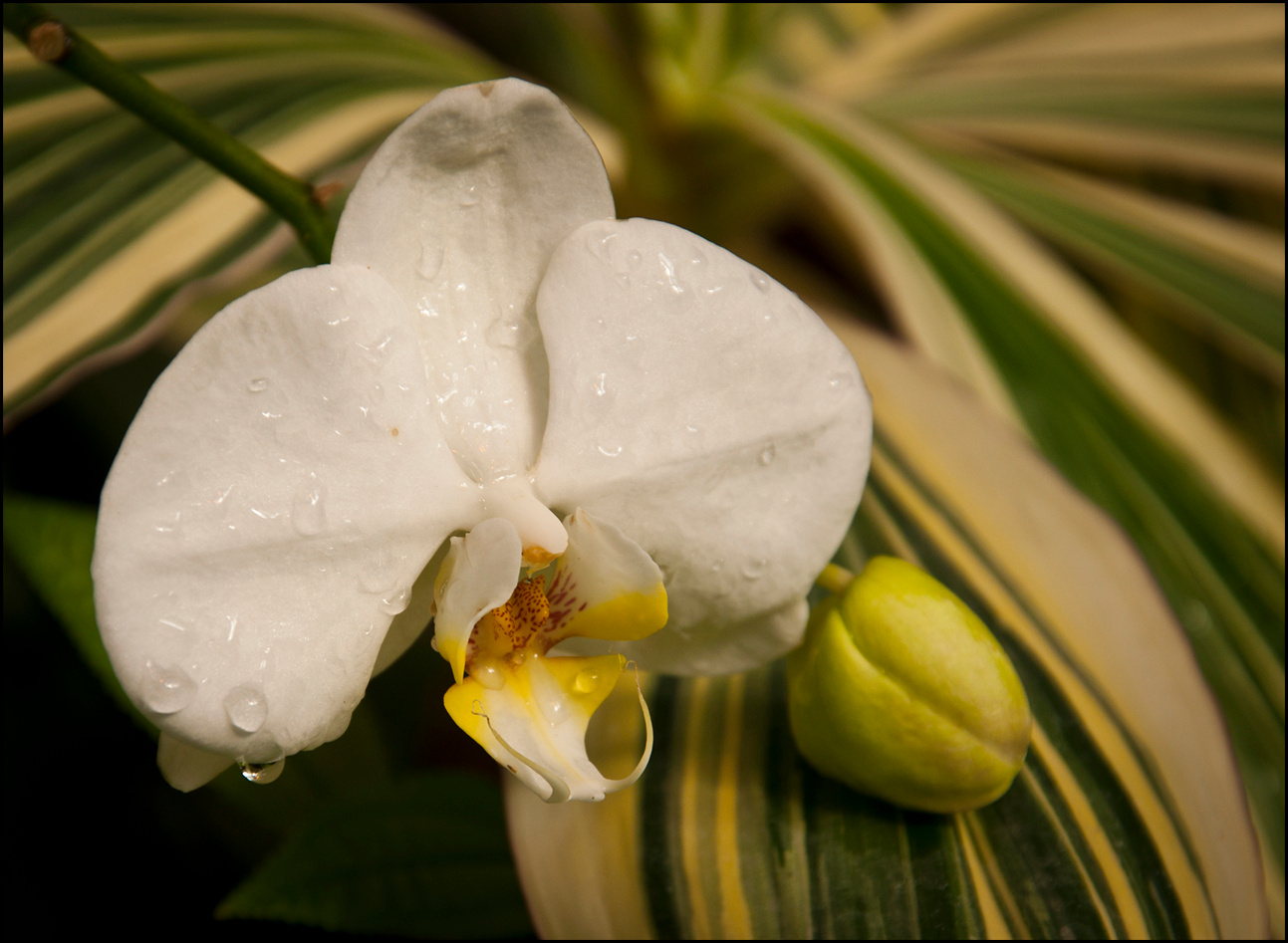 * природа орхидея цветы